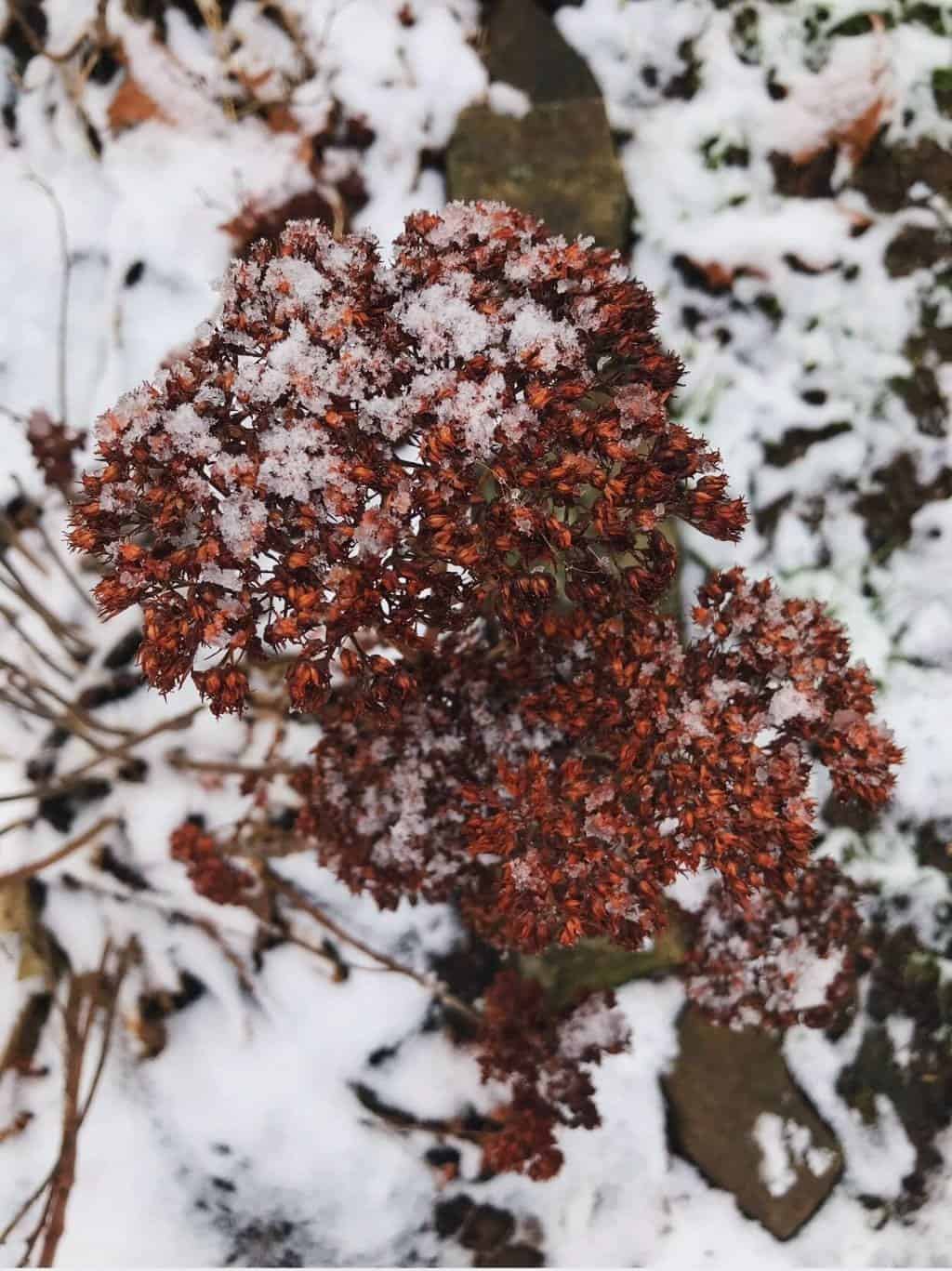 sedum autumn joy covered in snow