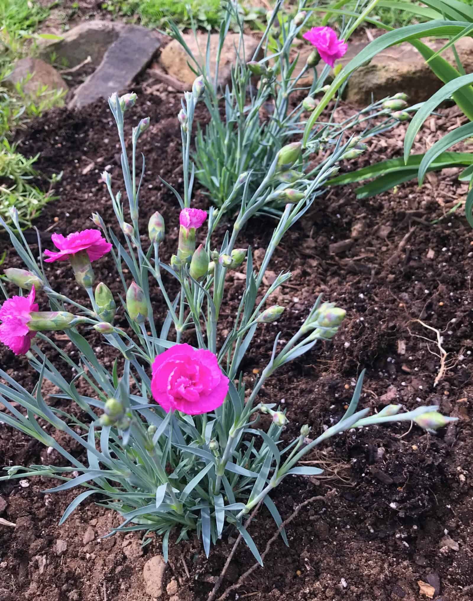 Pink Ruffled Flowers The Best Easy Pink Flowers for Effortless Beauty in Your Garden ...