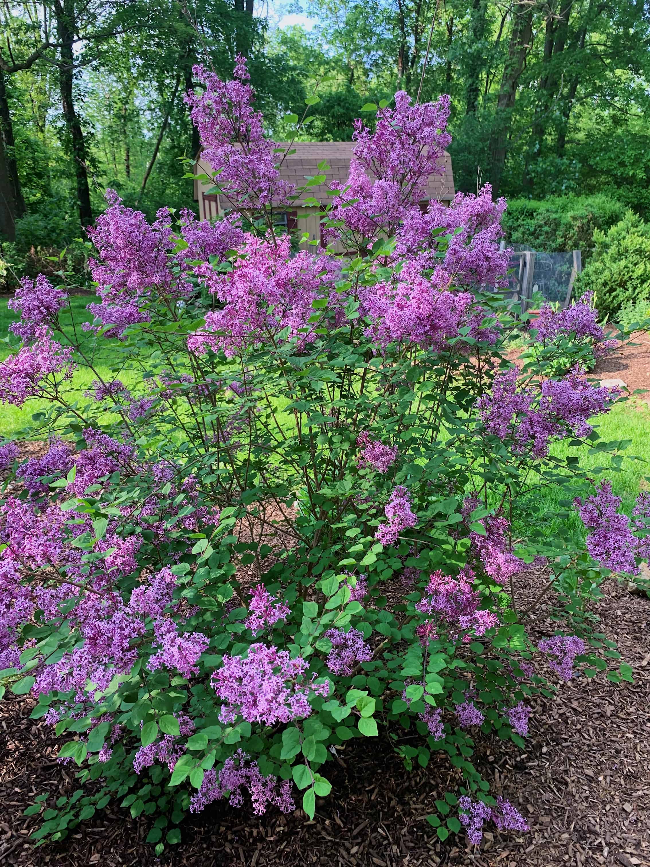 Reblooming lilac in spring garden tour