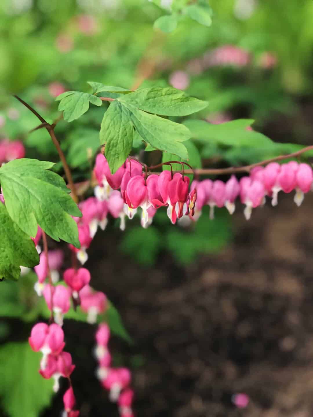 Growing Bleeding Hearts (Dicentra): The Whimsical Shade Perennial ...