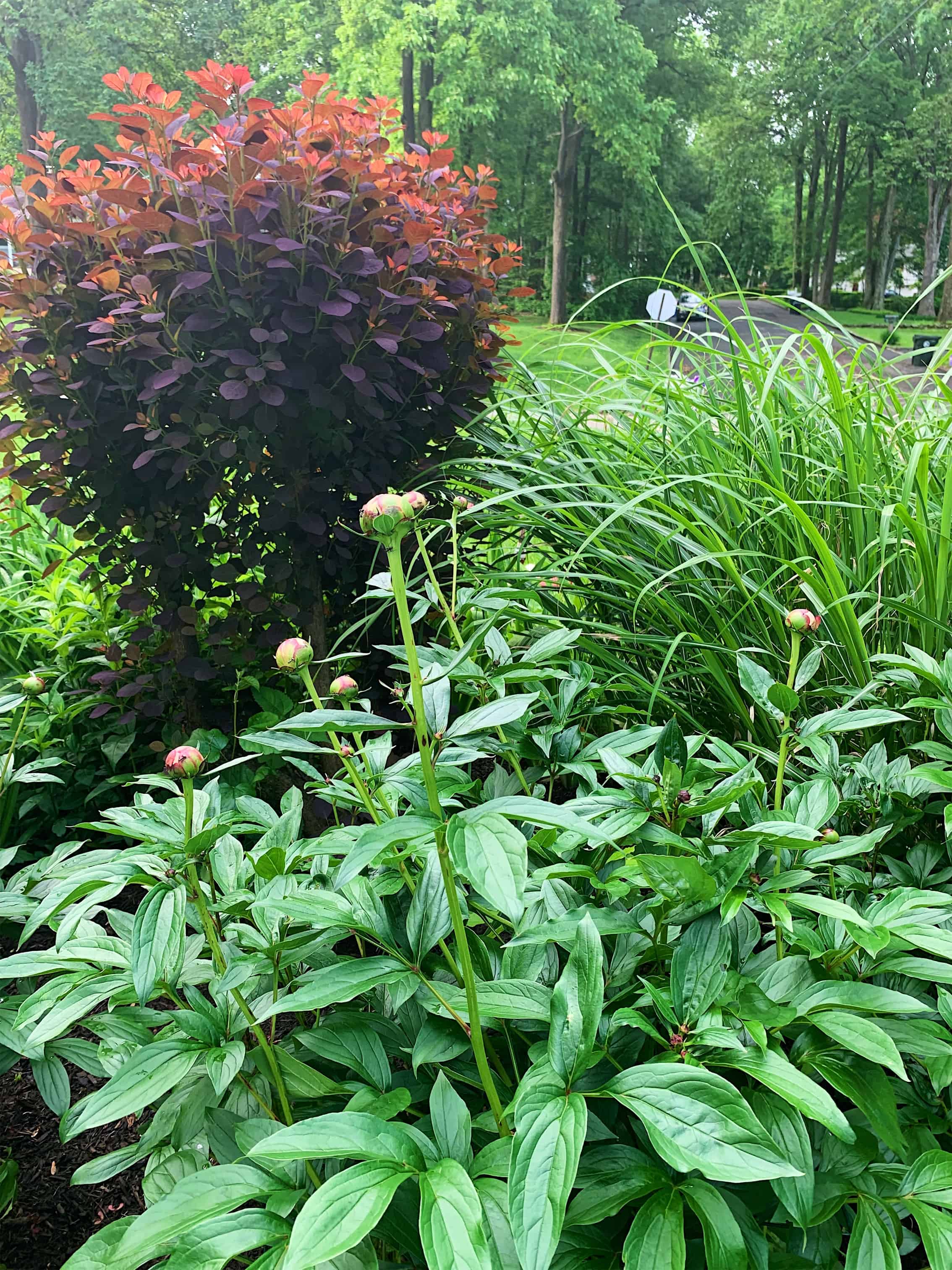 pink peonies getting ready to bloom