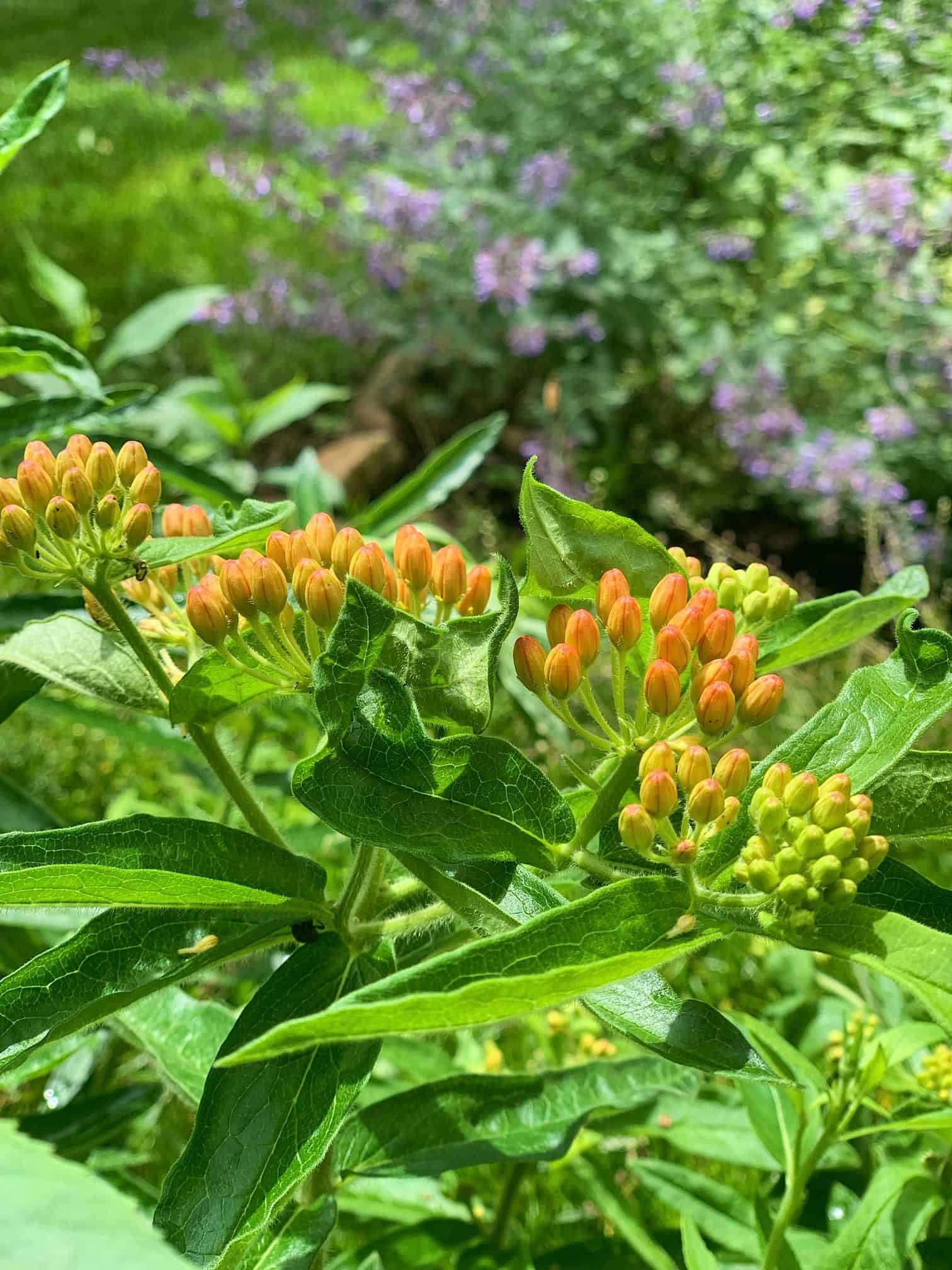 Butterfly Weed