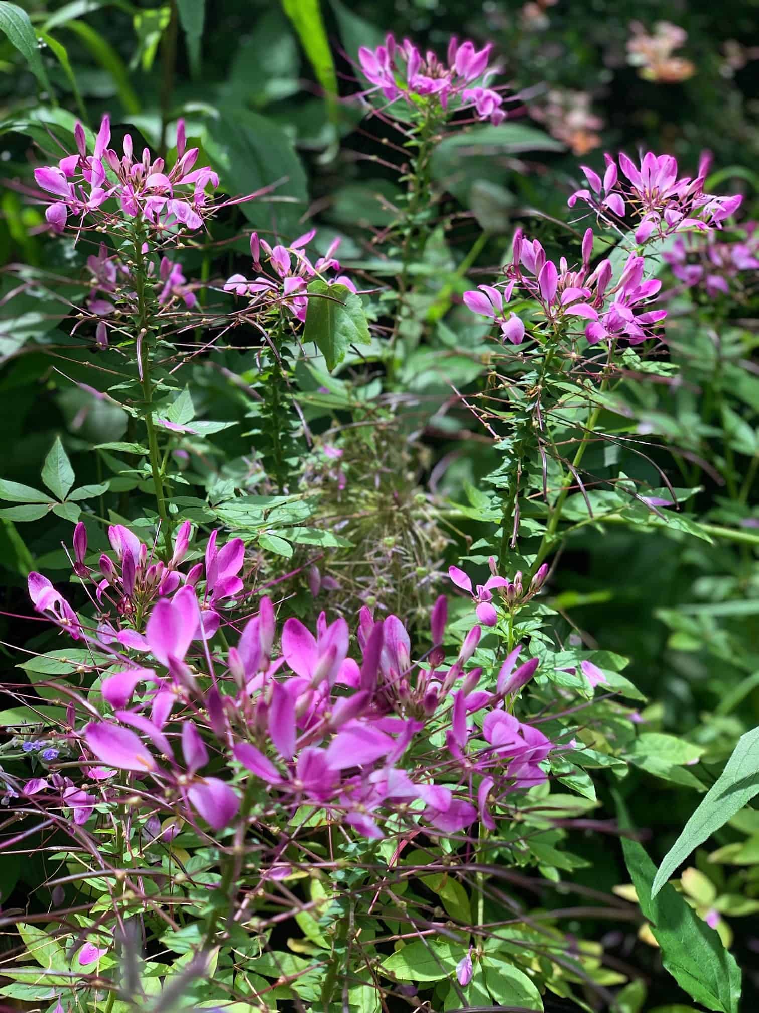 Cleome