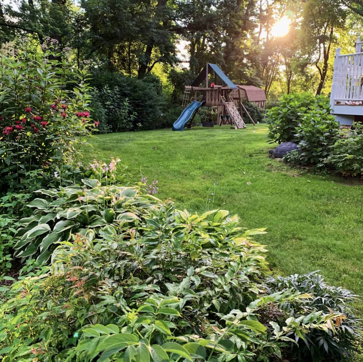 Summer Perennial and Flowering Shrub Border