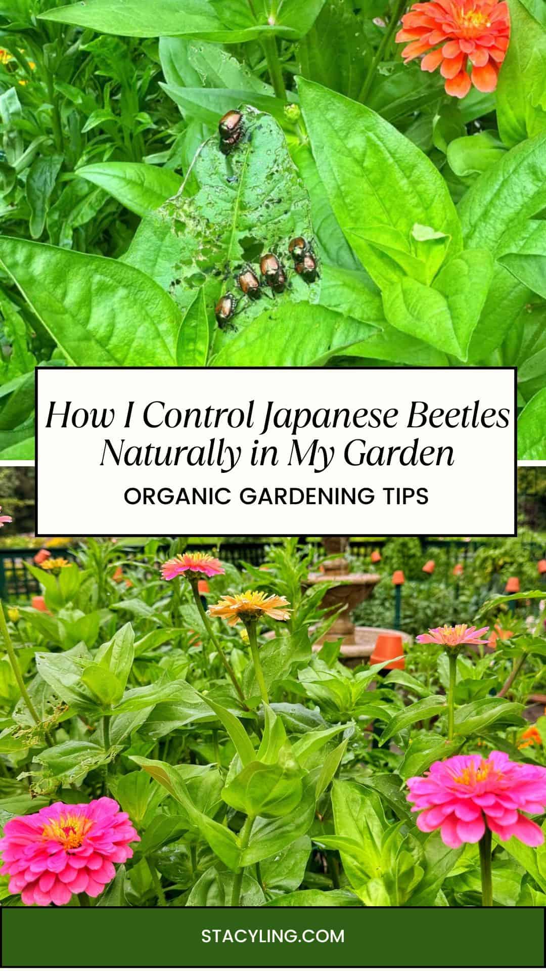 Close-up of Japanese beetles on green leaves above a garden bed with blooming pink and orange flowers. Text overlay: "How I Control Japanese Beetles Naturally in My Garden. Organic Gardening and Lawn Care Tips.