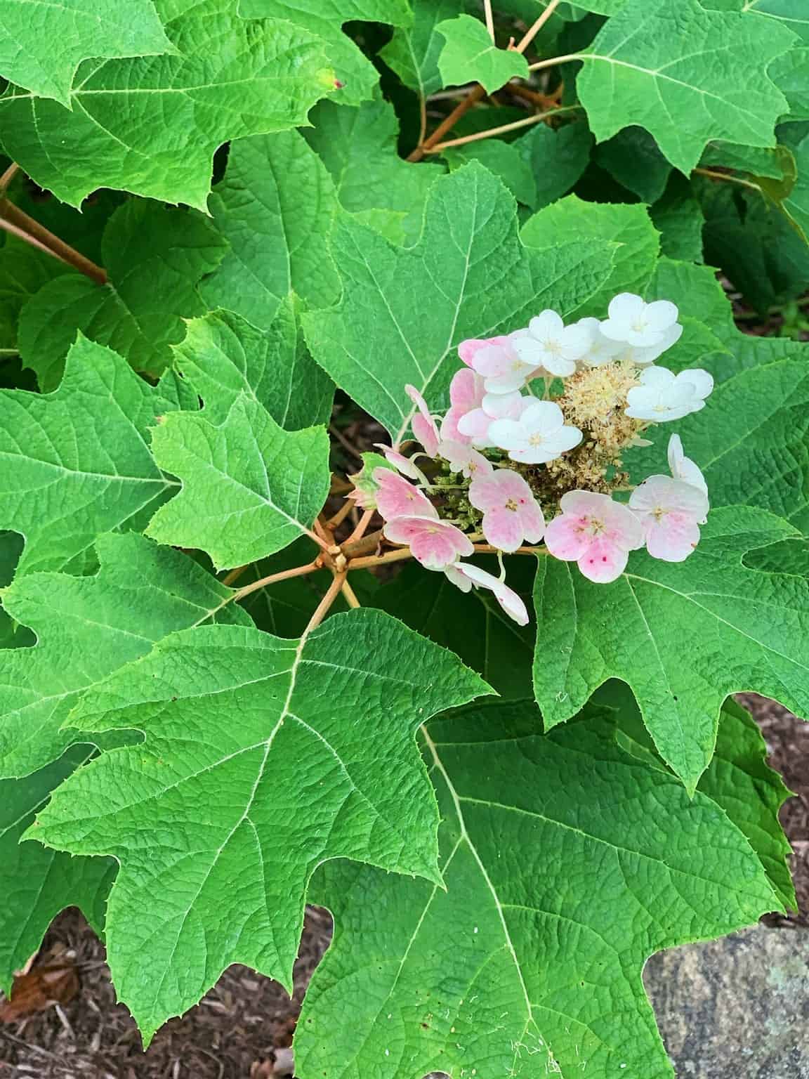 Oak Leaf Hydrangea