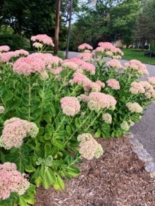 Sedum Autumn Joy