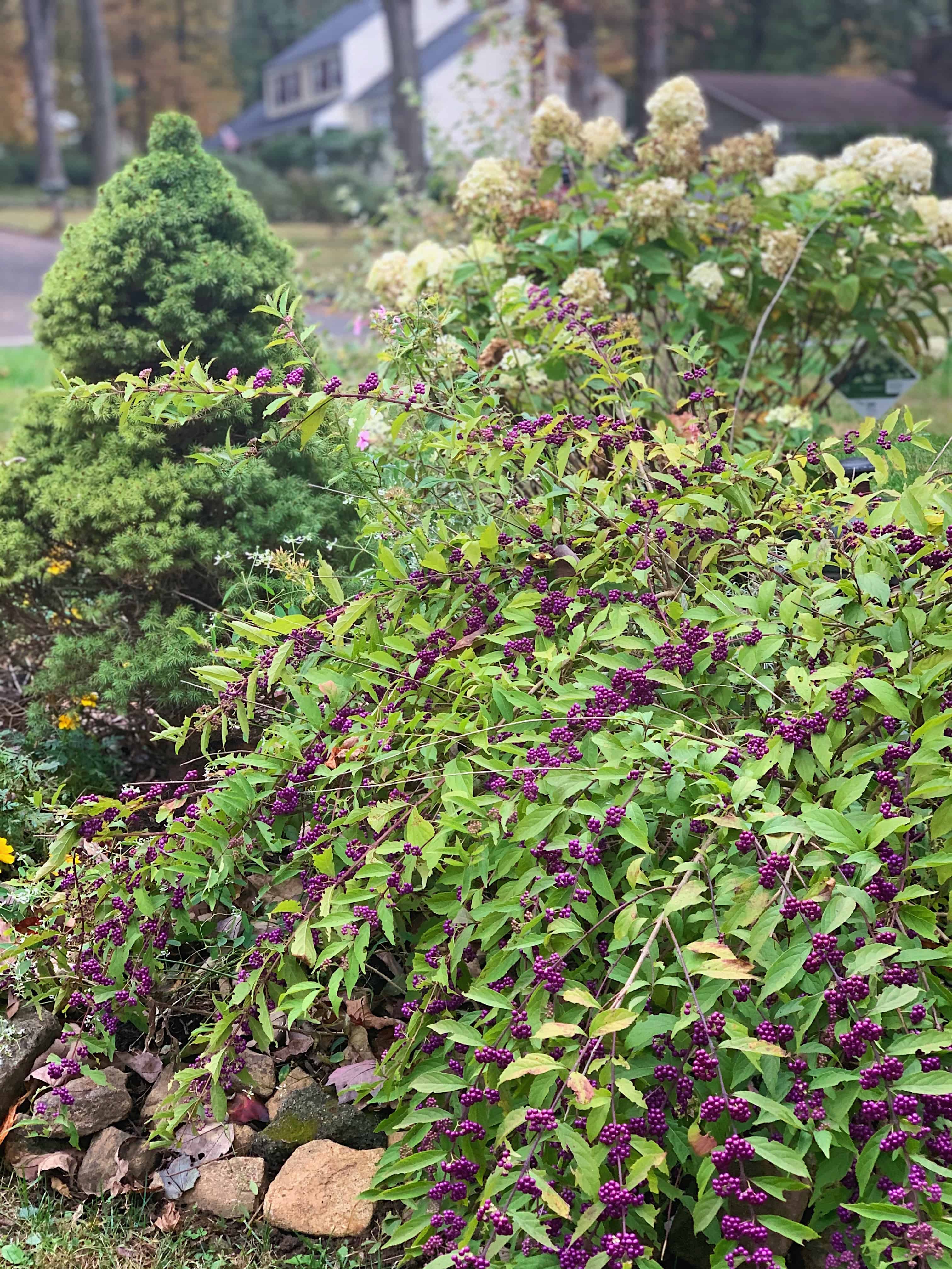 Early Fall Garden Tour 2019 – From My Previous Home (Zone 6B) | Bricks ...