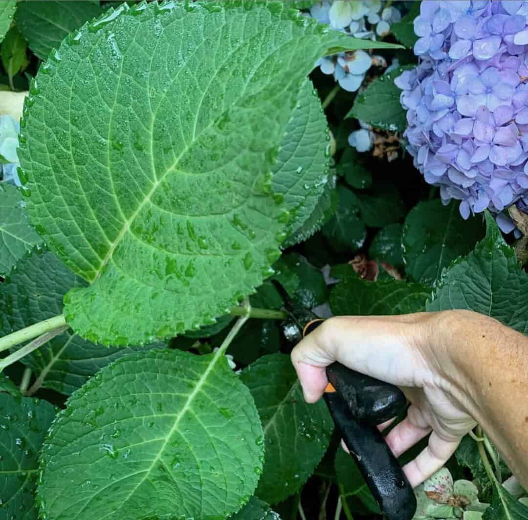 How to Keep Cut Hydrangeas Fresh: The Secrets to Long-Lasting Blooms ...