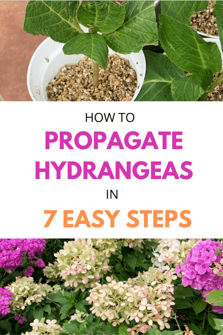 How to Propagate Hydrangeas in 7 Easy Steps - Stacy Ling