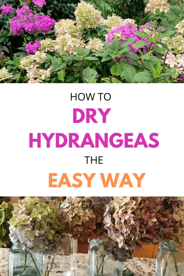 4 Ways to Dry Hydrangeas Without Wilting - Stacy Ling