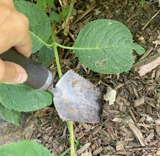 How to Propagate Hydrangeas: A Step-by-Step Guide for Beginners ...