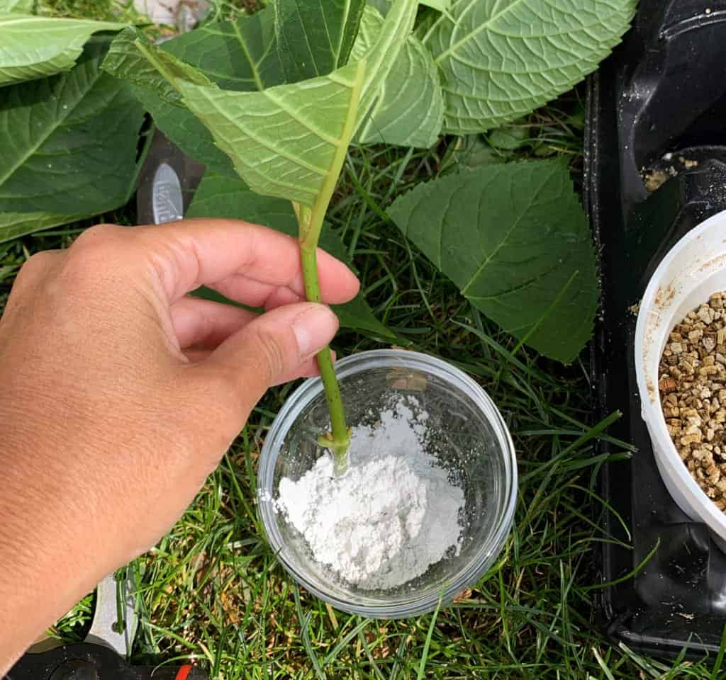 How to Propagate Hydrangeas: Step-by-Step Methods for Beginners ...