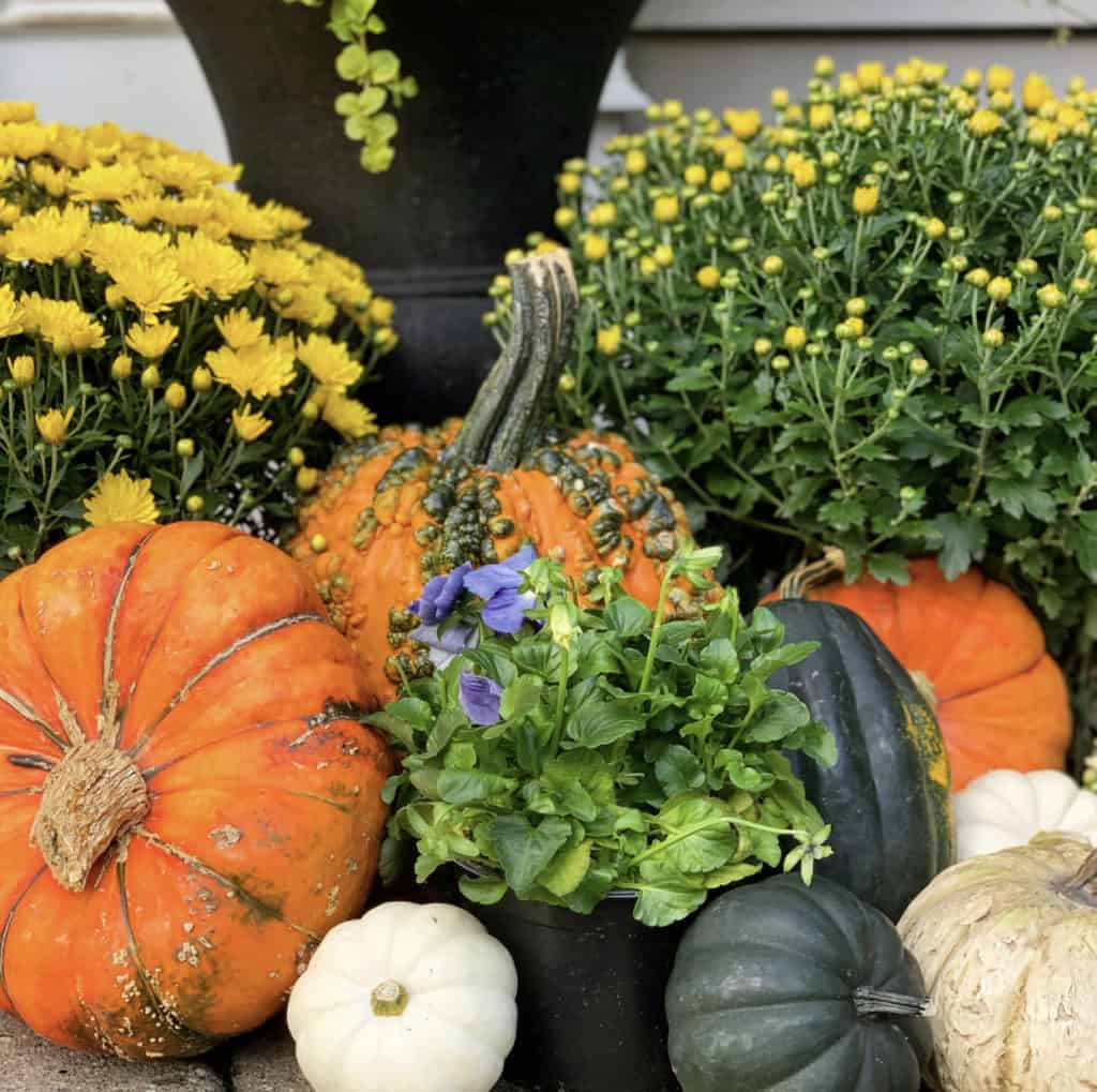 9 Simple Fall Front Porch Decor Ideas and How to keep mums looking great. 