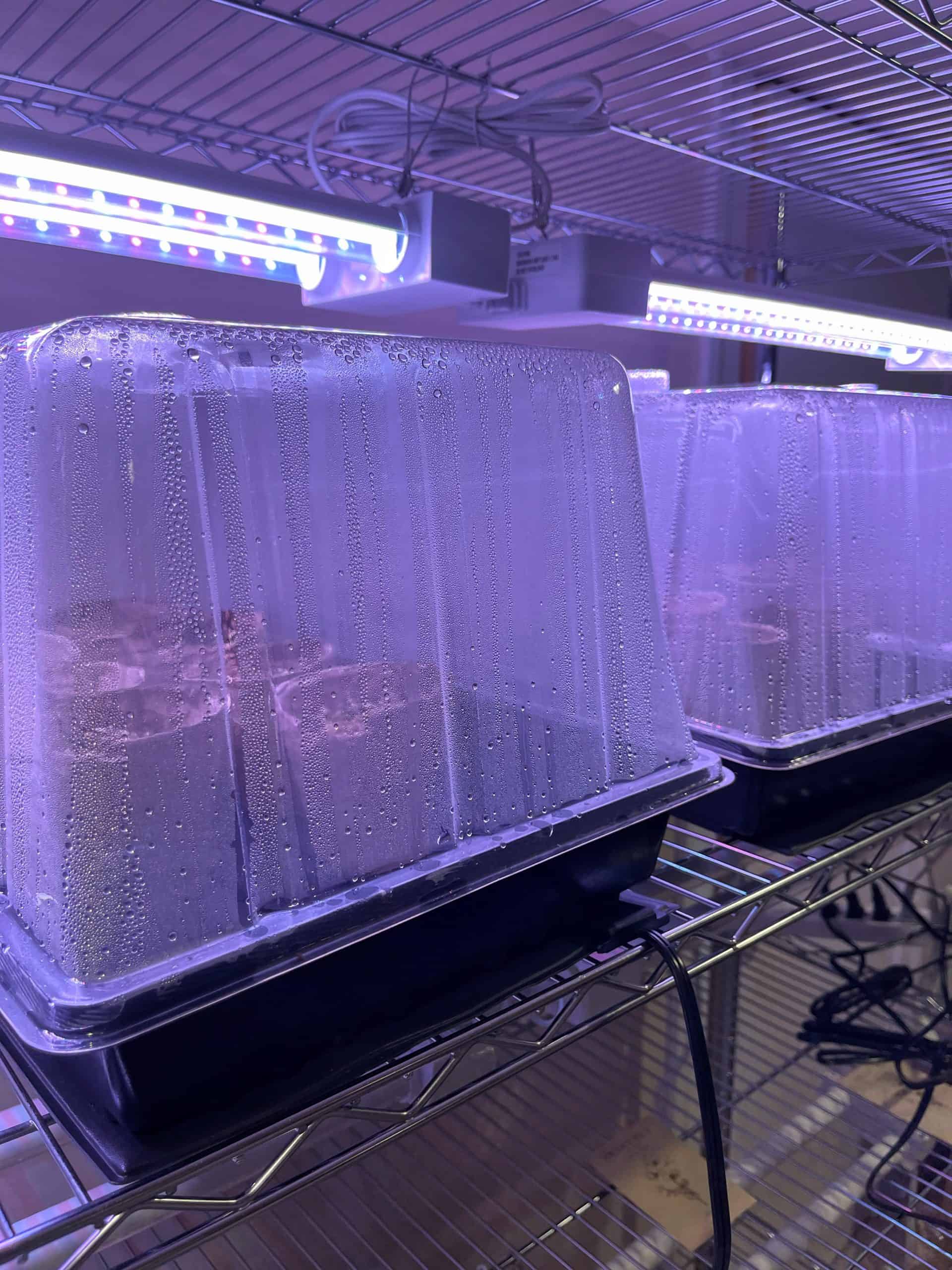 How to Start Seeds Indoors Without a Greenhouse - waiting for seeds to germinate under grow lights and domes