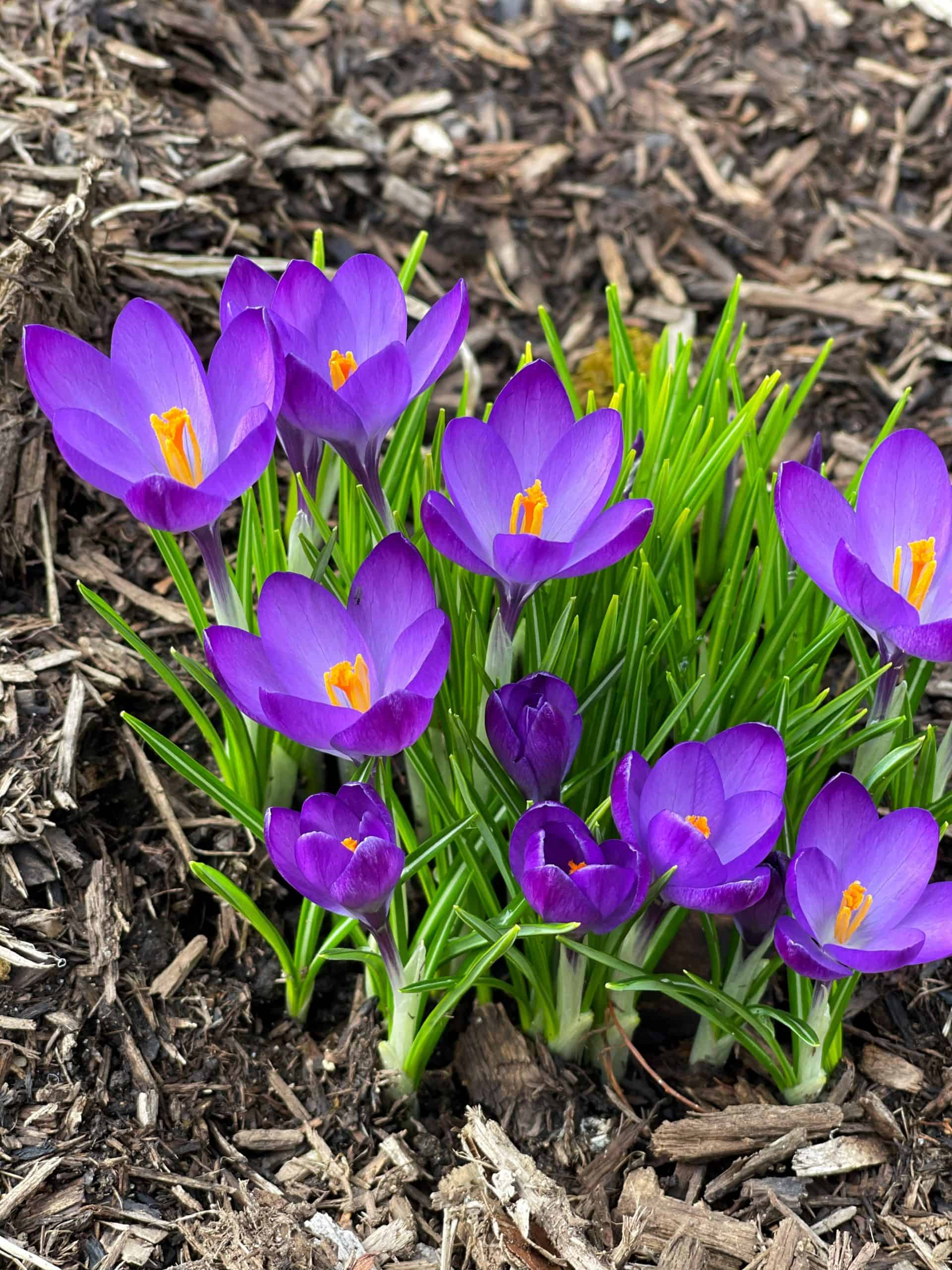 crocus with purple flowers