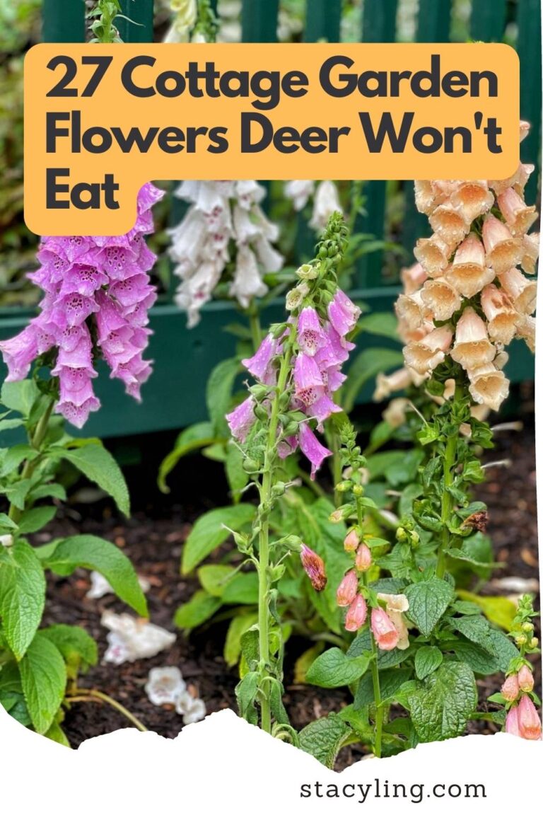 27 Deer Resistant Plants for the Cottage Garden - Stacy Ling