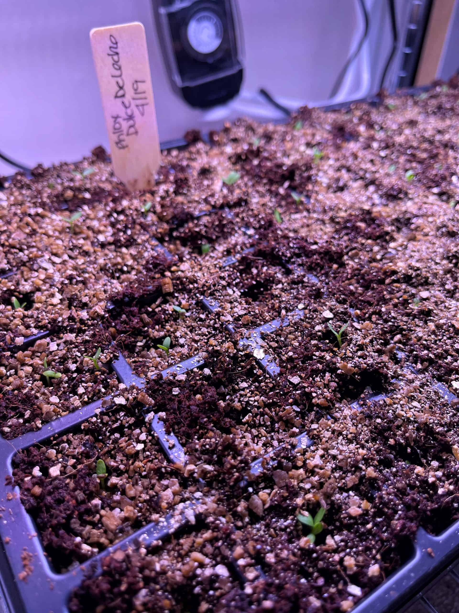 Seedling tray with small green sprouts emerging from vermiculite under grow lights, ideal for starting seeds indoors. A wooden label marked "Honey Redulo 4/17" is placed in one section. A fan or equipment is visible in the background.