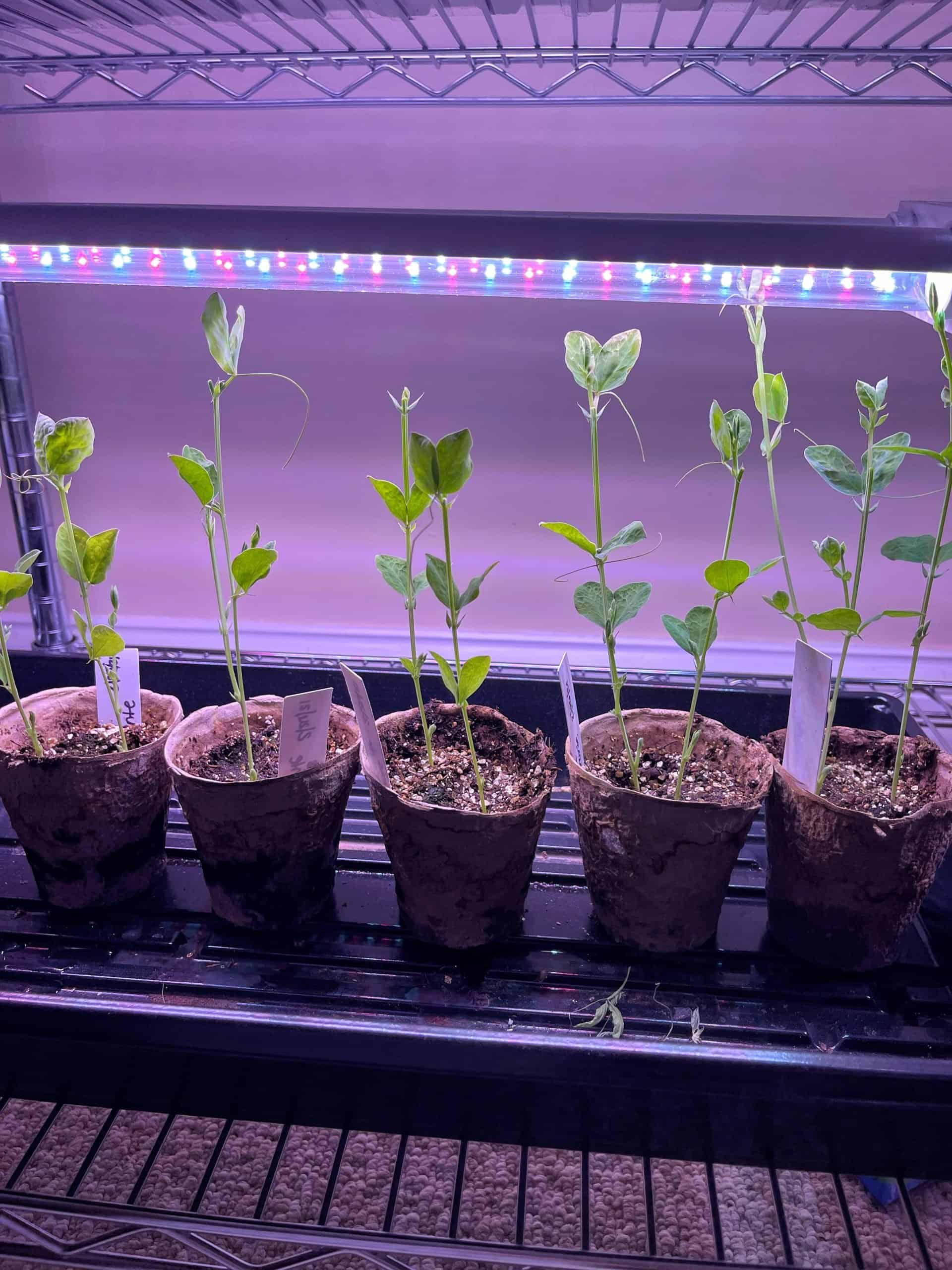 Starting Sweet Pea Seeds under grow lights - 6 inch seedlings