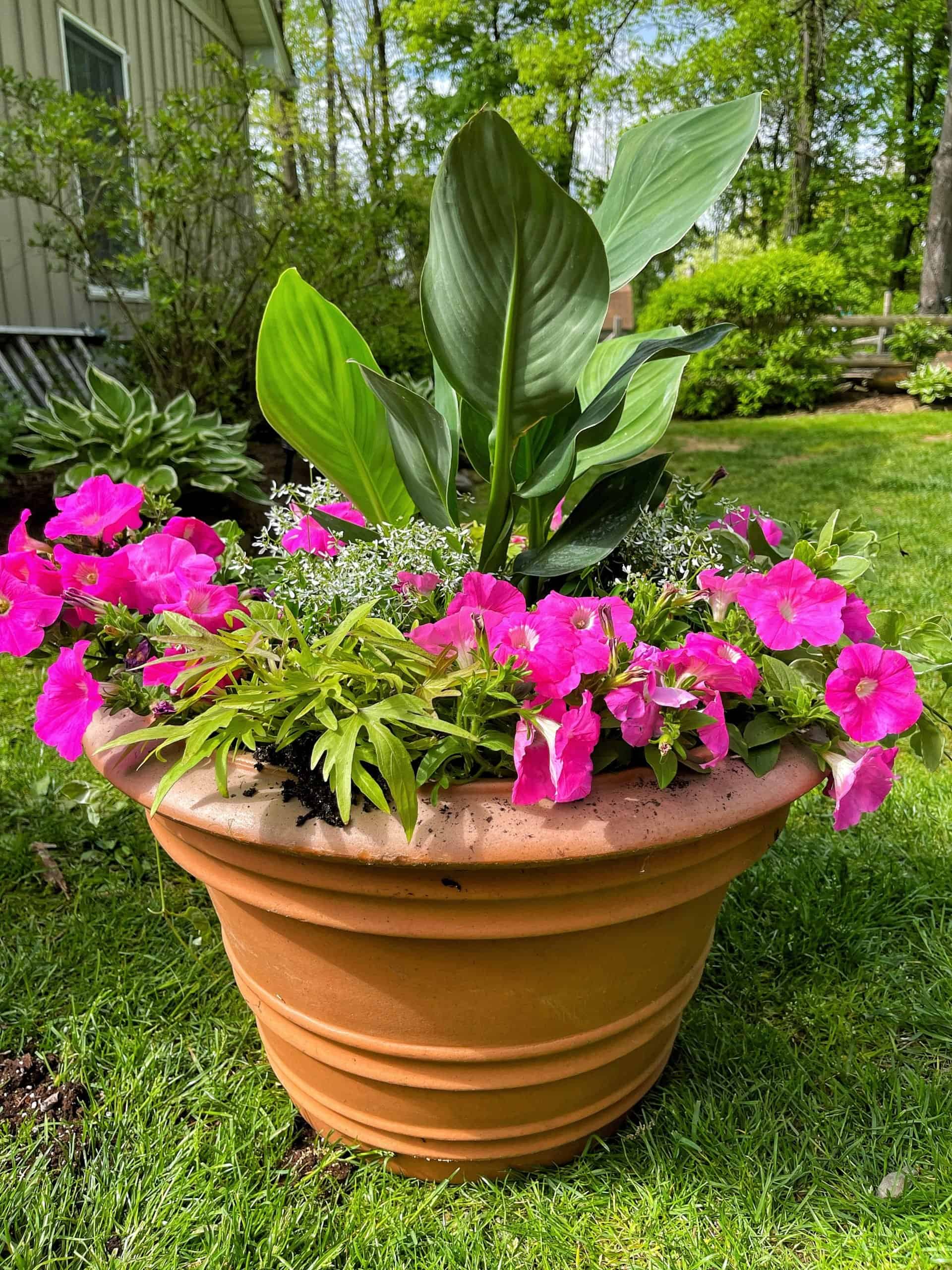 Easy Outdoor Planter Idea for Sun - Stacy Ling