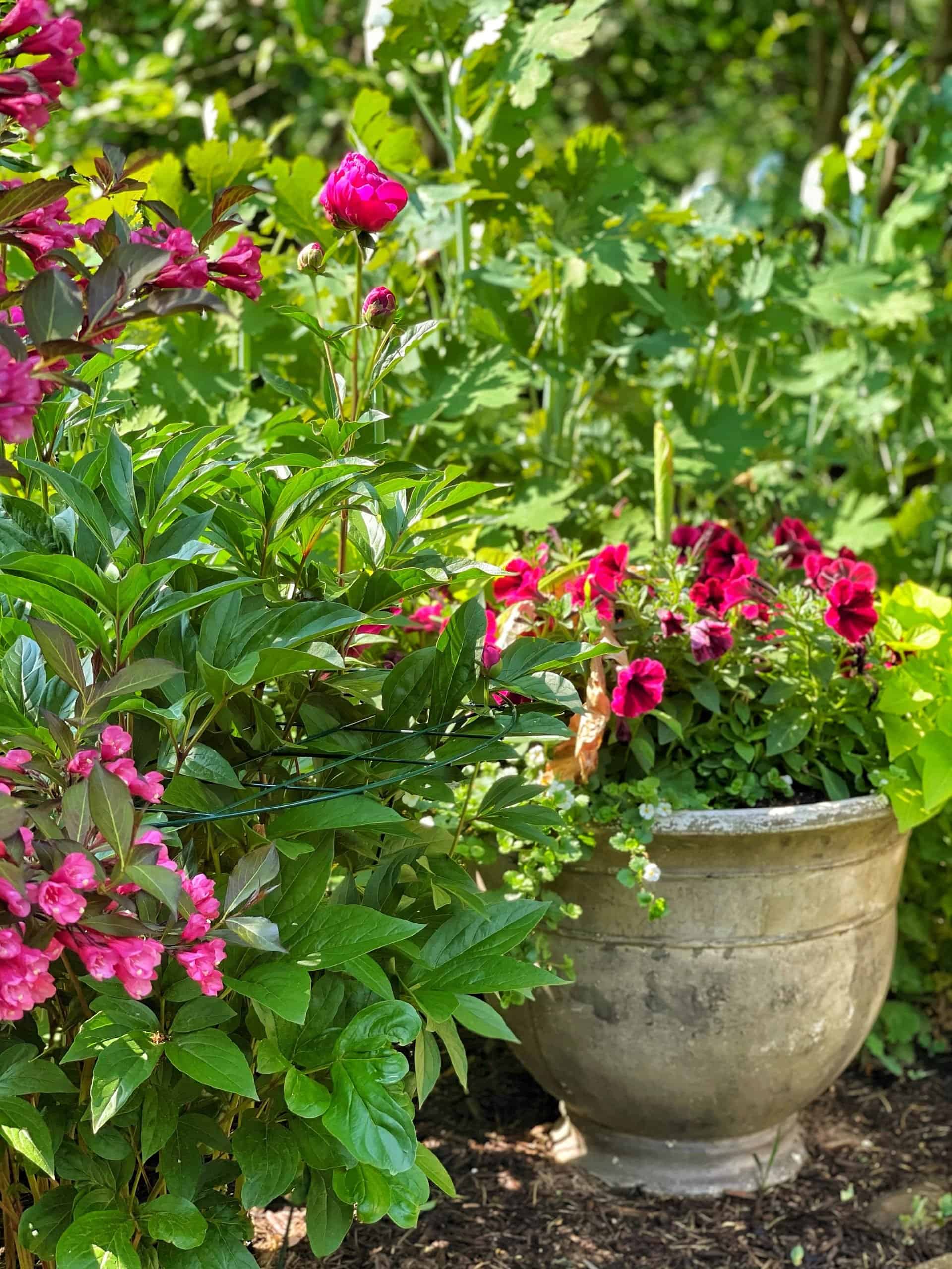 How to Choose Pots for a Patio Container Garden (PRO Tips + Ideas