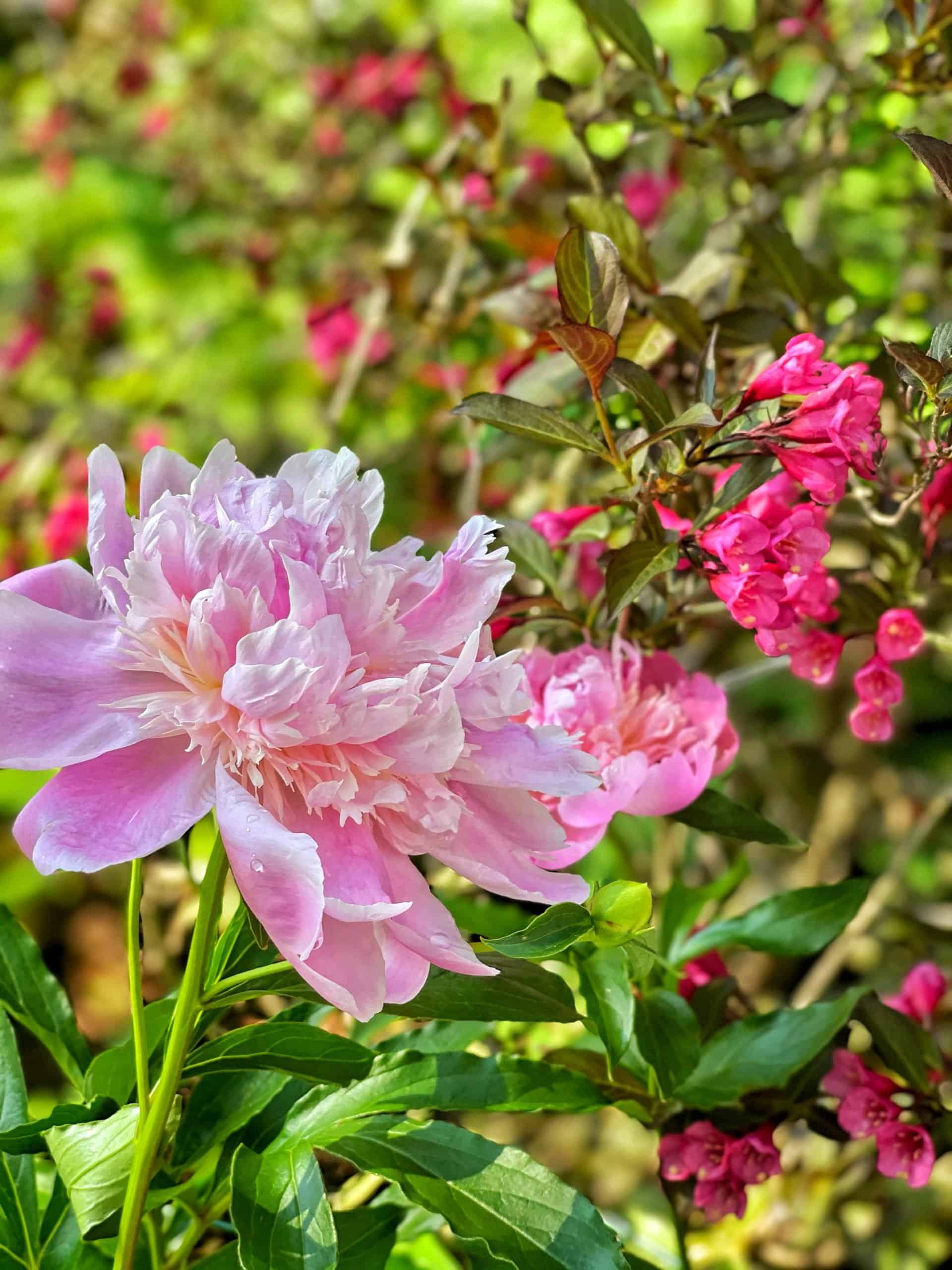 Peonies benefit from staking - I use grow through supports for them. Peonies and wine and roses wiegela on the happy gardening tour