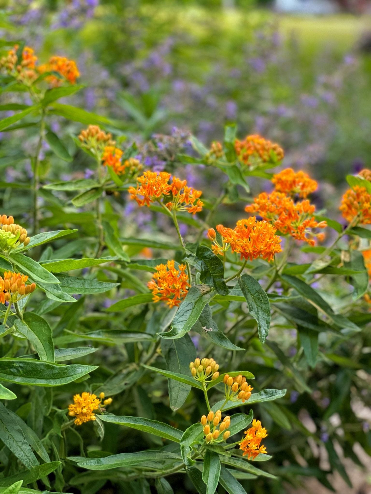 Best Native Plants for a Thriving Pollinator Garden - Bricks 'n Blooms ...