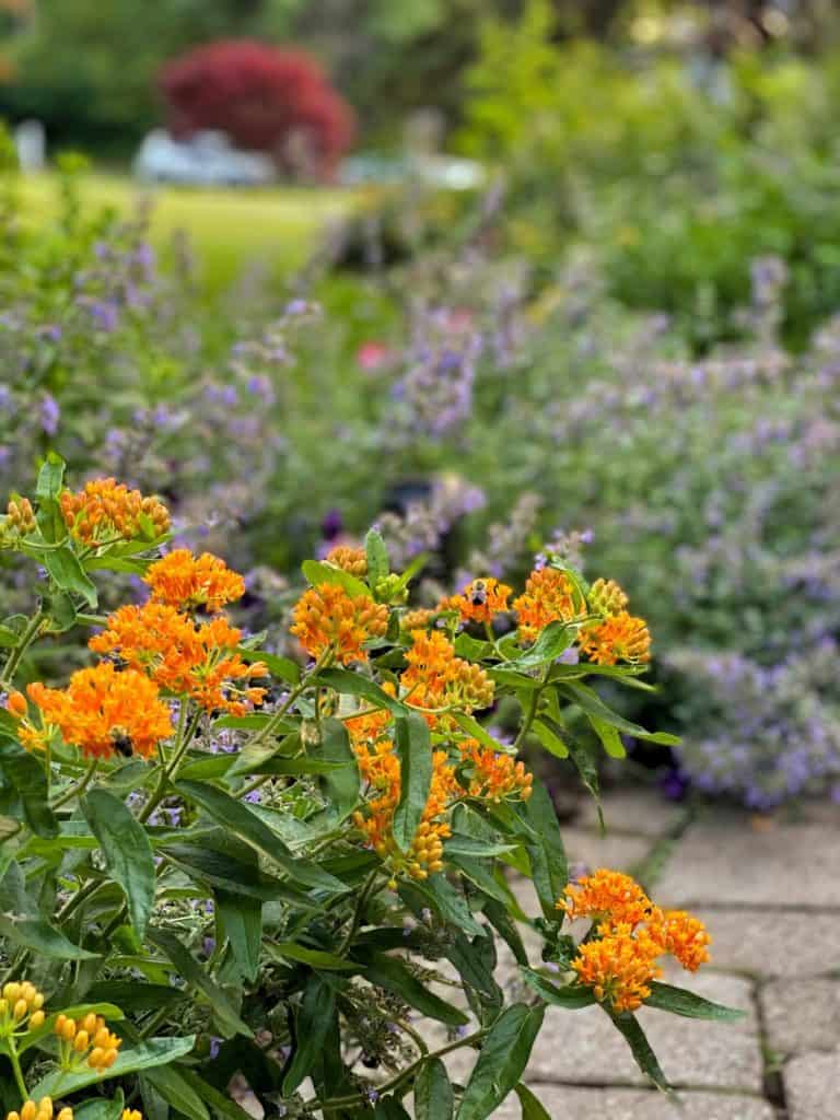 Best Native Plants for a Buzzing Pollinator Garden | Bricks ’n Blooms ...