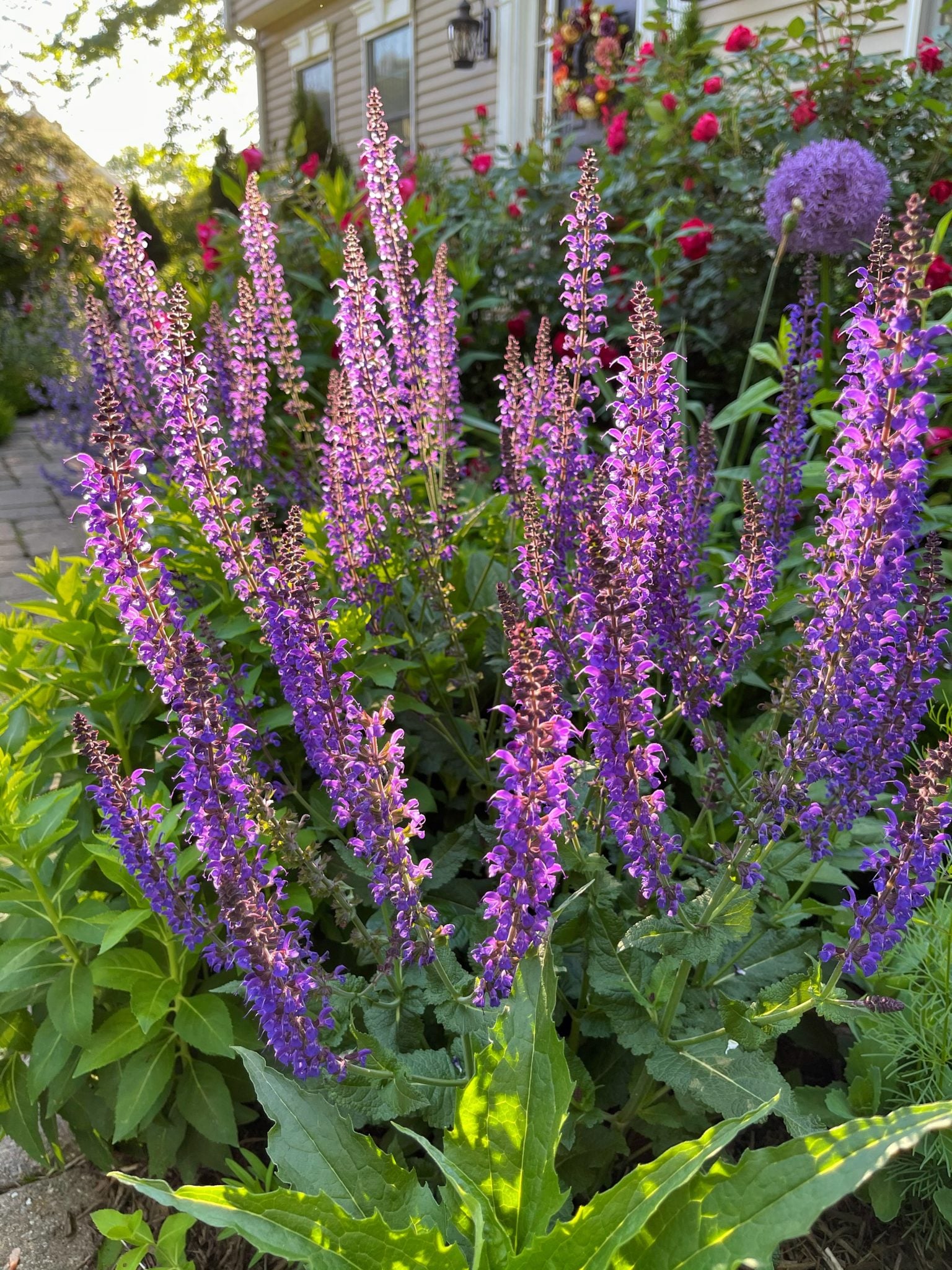 Deadheading May Night Salvia for Endless Summer Blooms - Bricks 'n