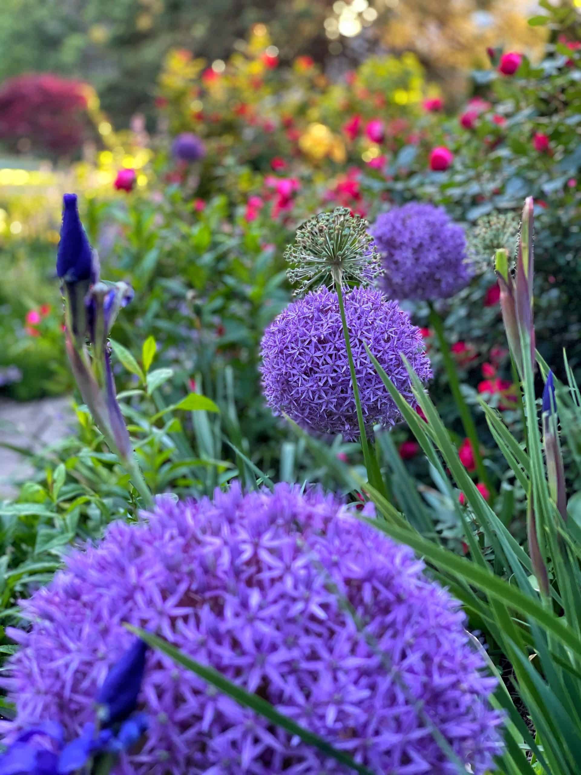 close up of globemaster alliums and red knockout roses - easy care cottage garden ideas