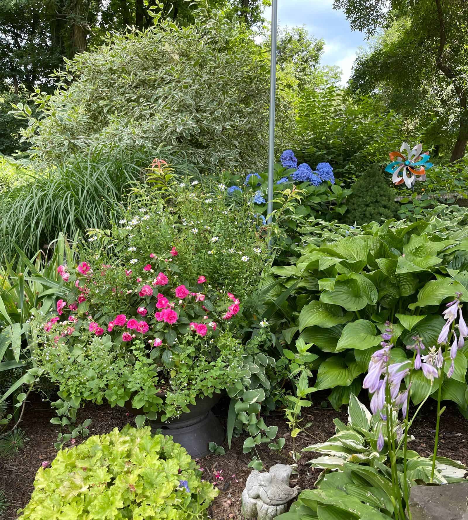 How to Dry Hydrangea Flowers - Stacy Ling