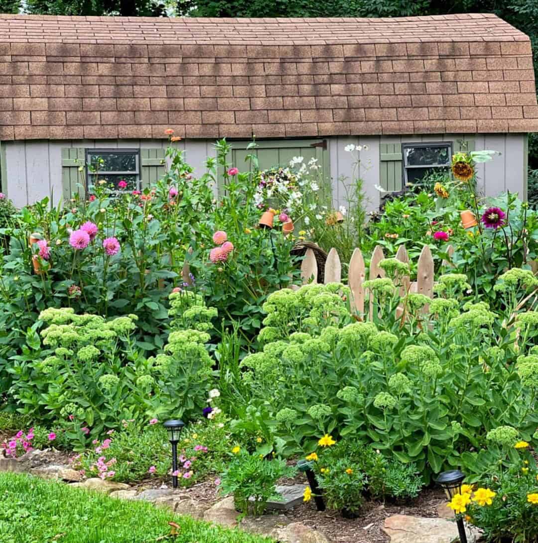 Growing a Cut Flower Garden for Beginners | Stacy Ling