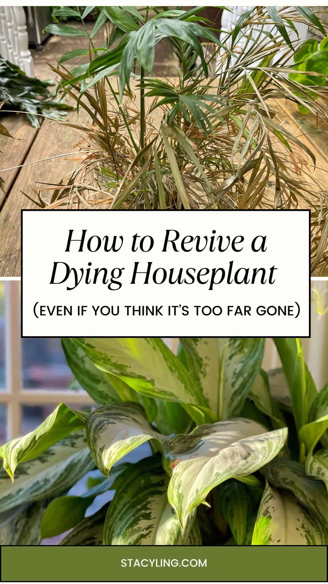 Split image shows a wilted, brown houseplant above and a healthy, green one below, with text: "How to Revive Houseplants (Even if You Think It&rsquo;s Too Far Gone).