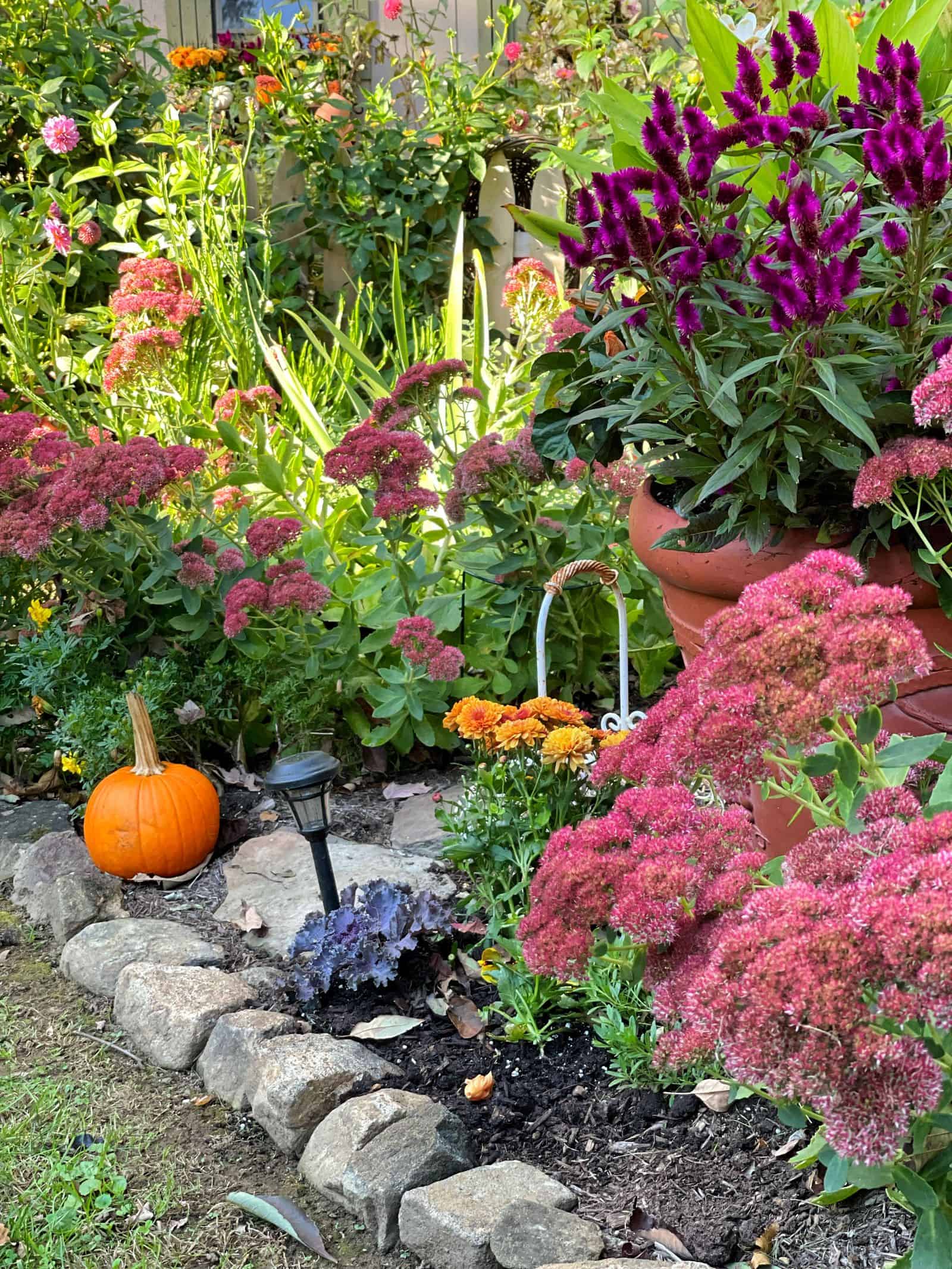 Growing Sedum Autumn Joy Stacy Ling   Plants For Fall Garden 15 