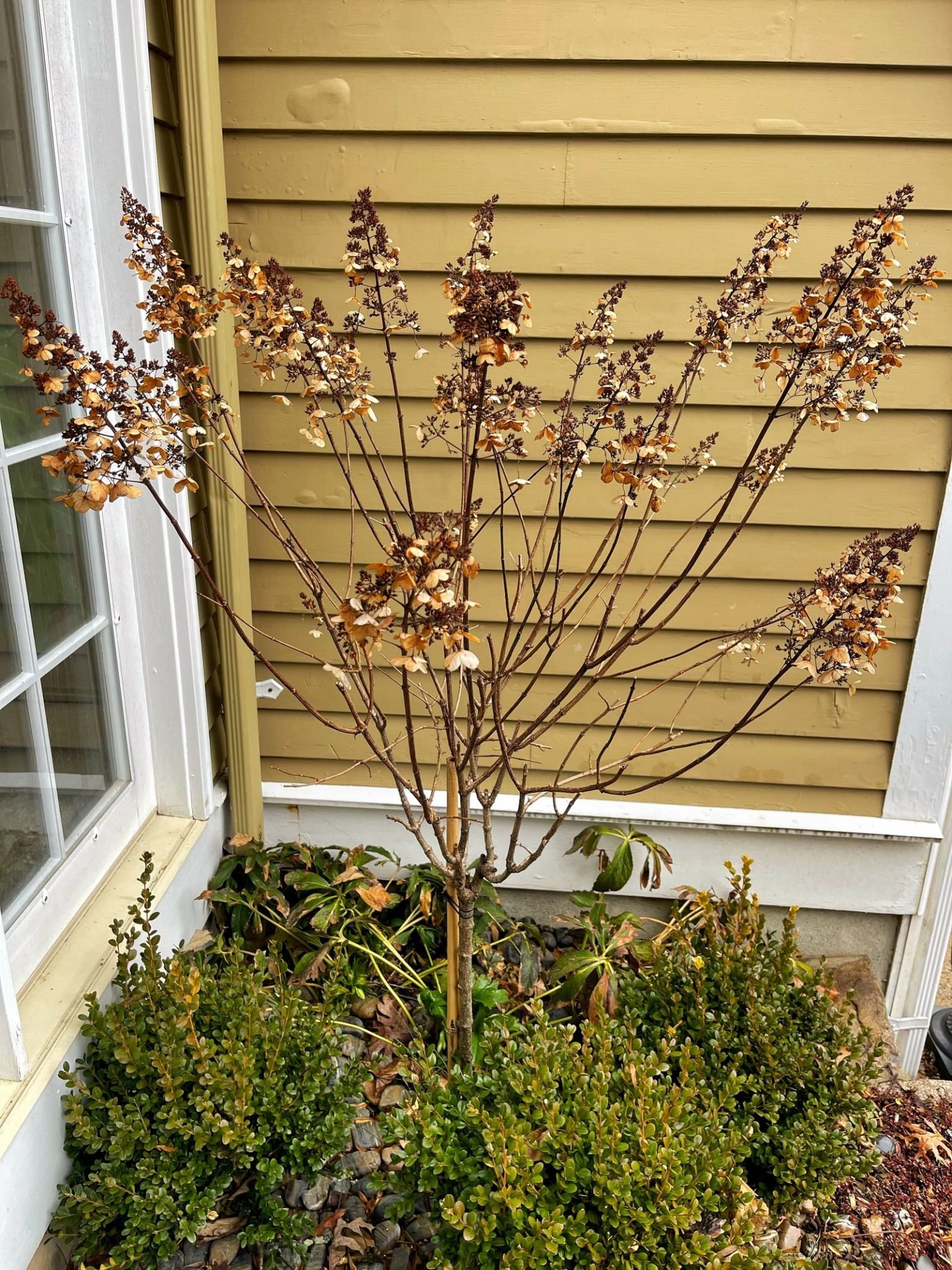 Pruning Hydrangea, Ornamental Shrubs, and Woody Plants Bricks 'n
