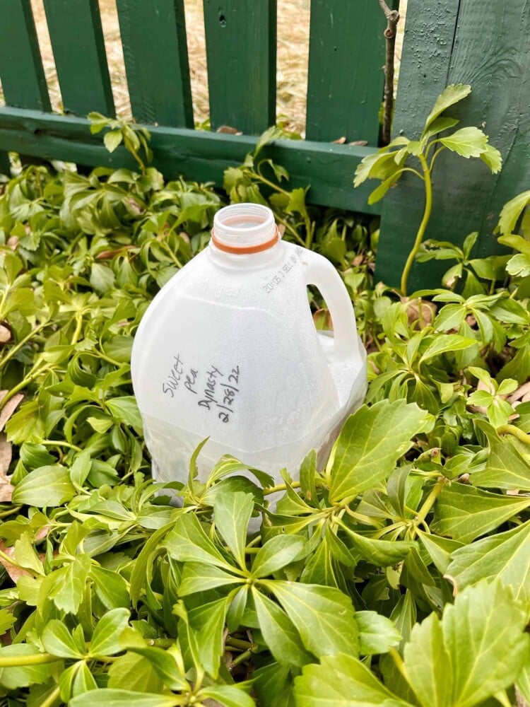 A plastic milk jug with its cap removed, used for winter sowing with milk jugs, sits among green leafy plants near a green wooden fence. Handwritten text is visible on the jug.