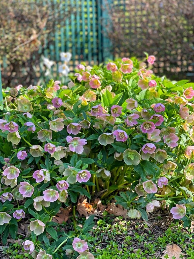 pink lenten rose hellebore in front of green fence in backyard garden