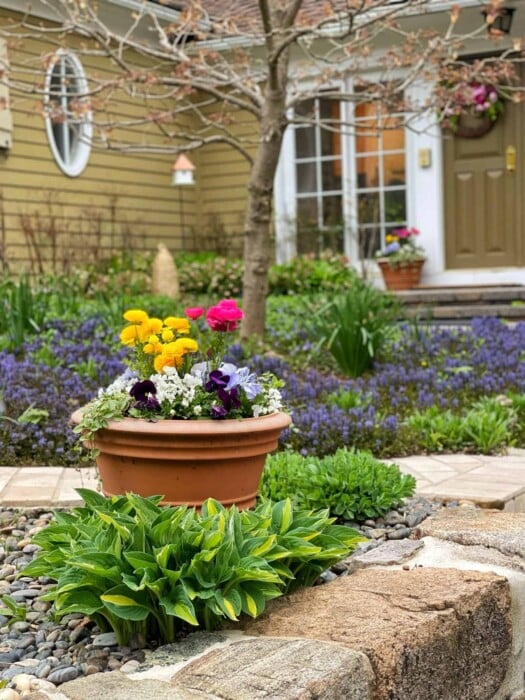 Container garden with spring flowers like ranunculus and pansies near front porch with hostas and bugleweed