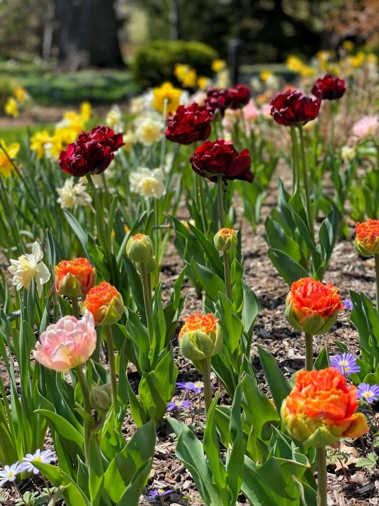 tulips that bloom like peonies