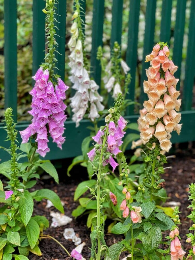 Growing three colorful foxglove flowers (pink, white, and orange) in bloom, with a backdrop of a green fence and foliage. Starting foxgloves from seed is a great budget-friendly gardening tip that will save you money growing these gorgeous flowers.