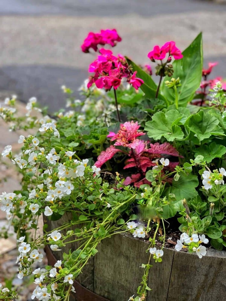 close up of annuals in a planter that include coleus, geraniums, bacopa, euphorbia and canna lillies.