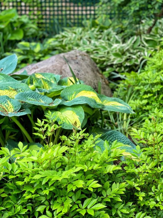 Companion Planting for Hostas (Smart Plant Pairings for Shade Gardens ...