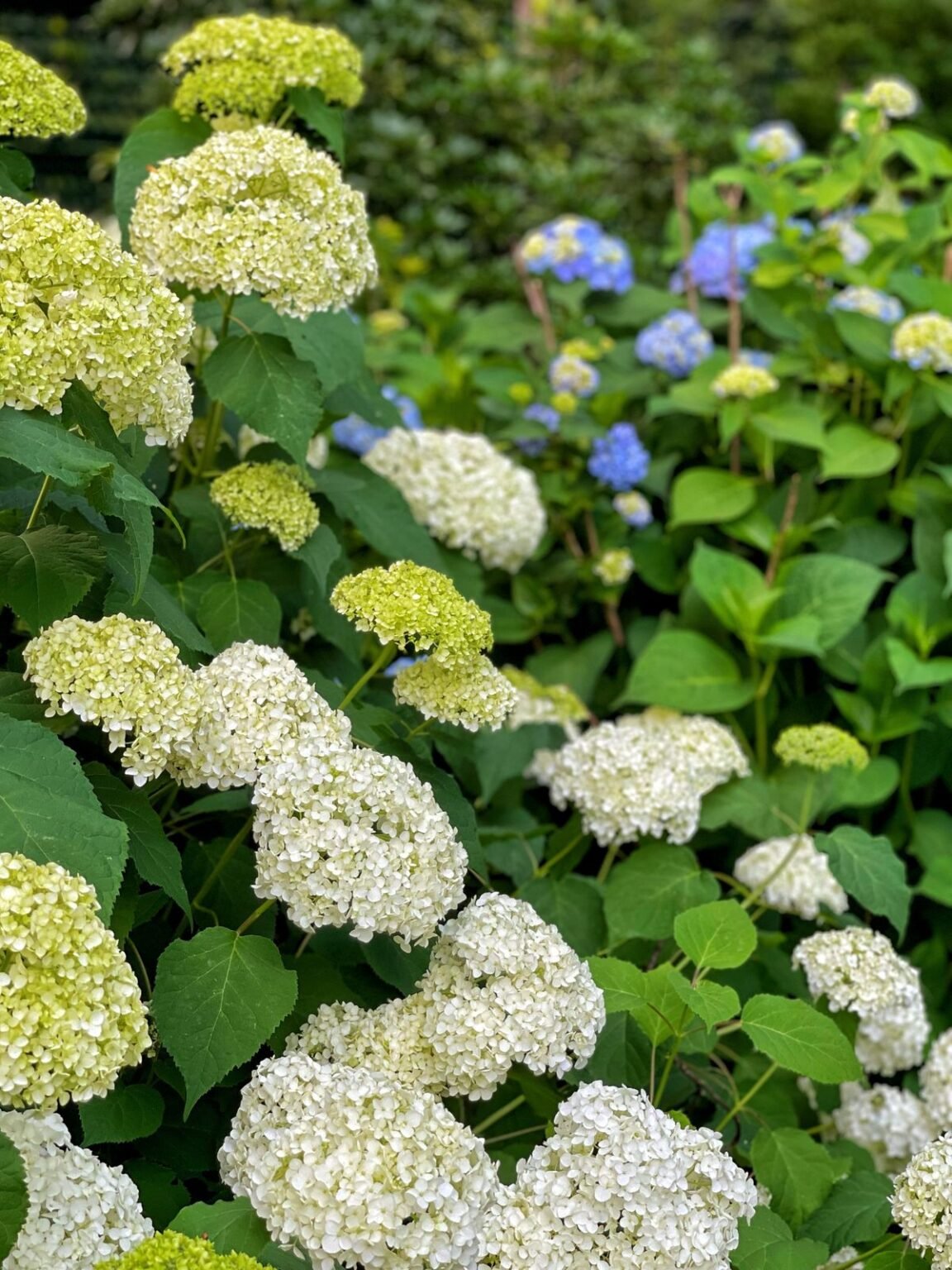 How to Keep Cut Hydrangeas Fresh The Secrets to LongLasting Blooms Bricks 'n Blooms with