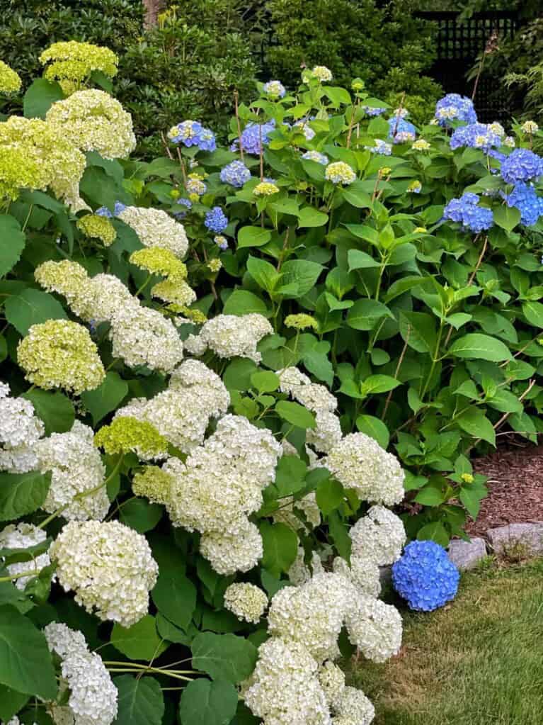 Growing Hydrangeas in Pots: Tips From My Zone 6b Garden - Bricks ’n ...