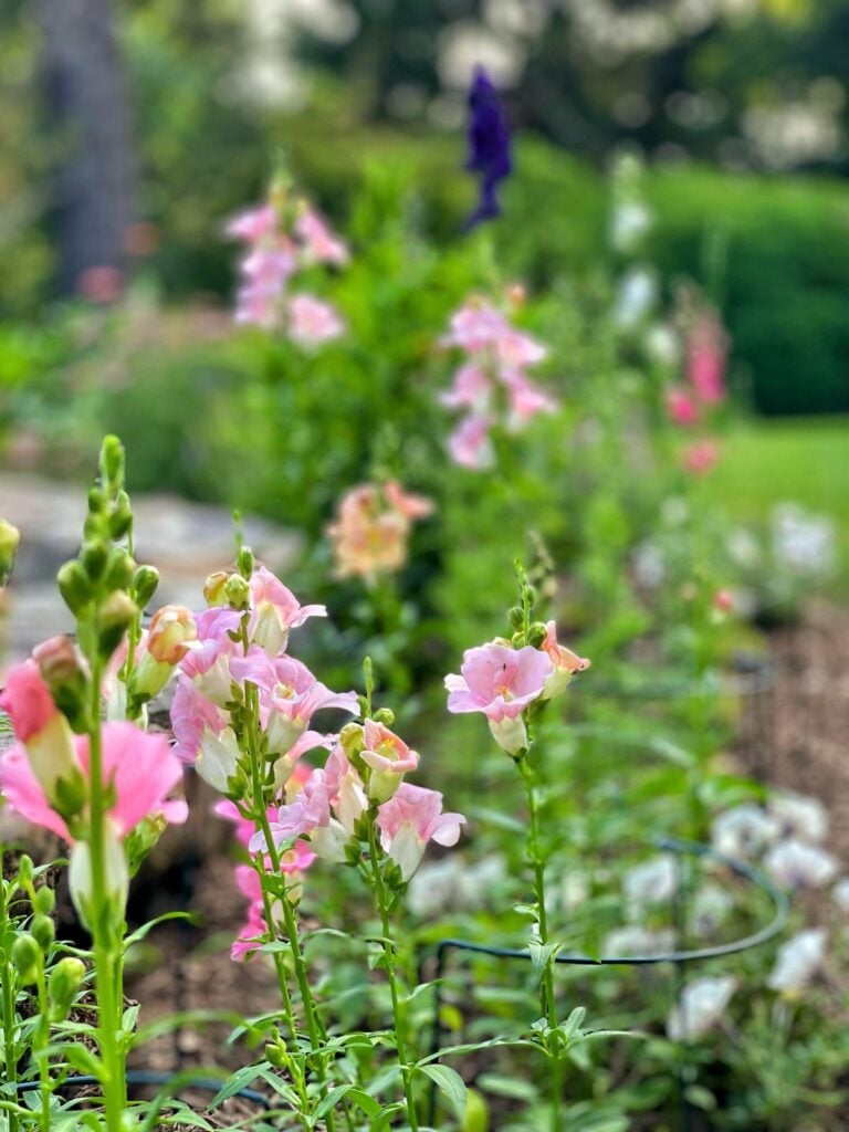 Growing Snapdragons In Your Cut Flower Garden Bricks N Blooms With Growing Snapdragons In Your Cut Flower Garden Bricks N Blooms With
