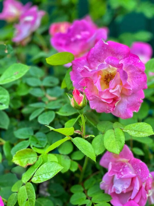 How to Grow Roses: A Complete Beginner’s Guide to Rose Care | Bricks ’n ...