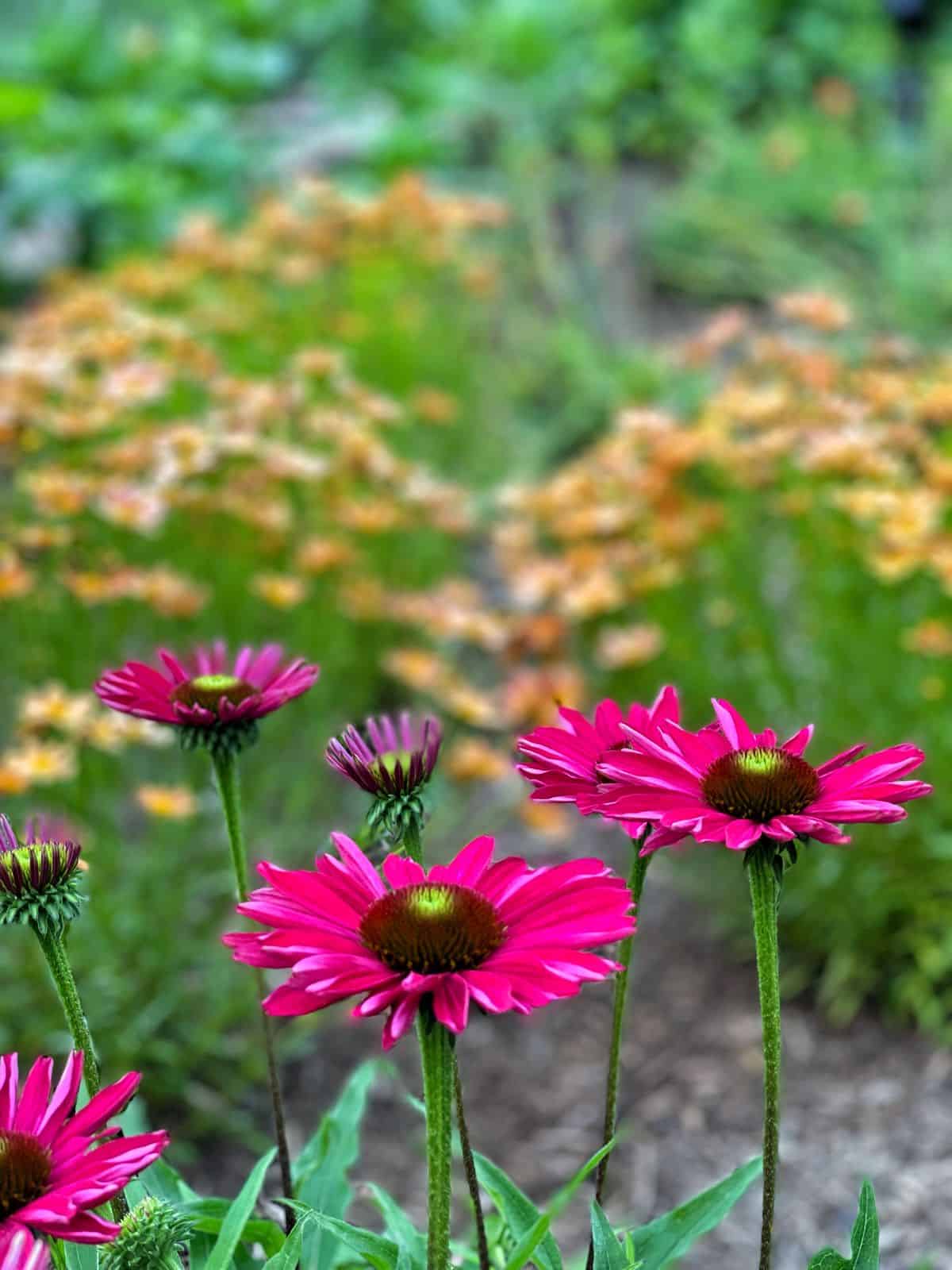 close up of echinacea and coreopsis