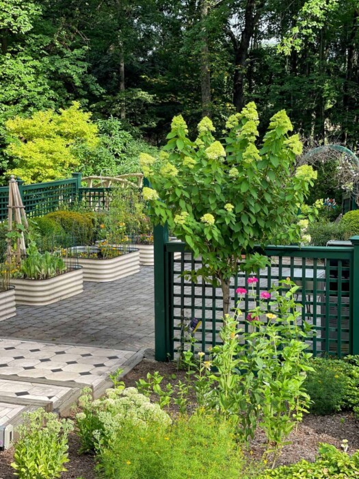 potager garden entrance in July with vegetable garden and hydrangea and zinnias with green garden fence