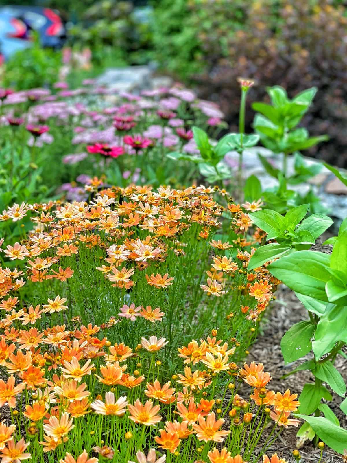 coreopsis, coneflowers and yarrow in small cottage garden - perennial flowers list that bloom in midsummer