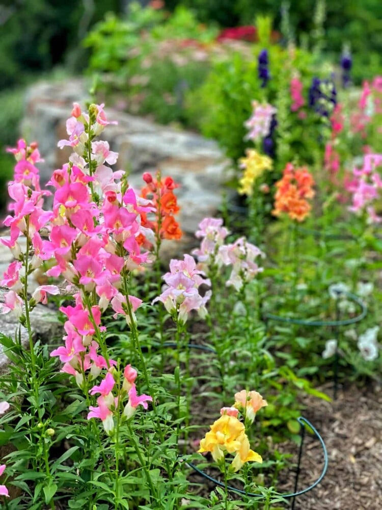 A vibrant garden of snapdragon flowers in pink, orange, yellow, and purple blooms alongside a stone wall. The lush green foliage complements the colorful blossoms, creating a lively and picturesque scene that is sure to attract hummingbirds.